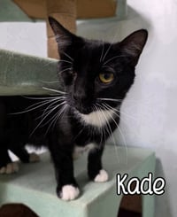 Kade - Photo 4