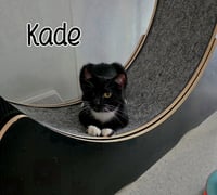 Kade - Photo 3