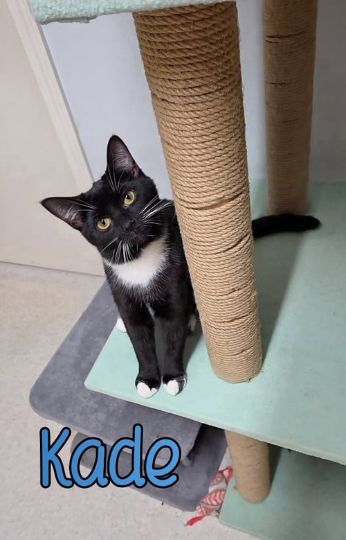 KADE - Domestic Short Hair available for adoption
