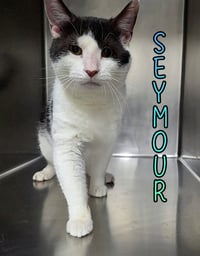 Seymour - Photo 1