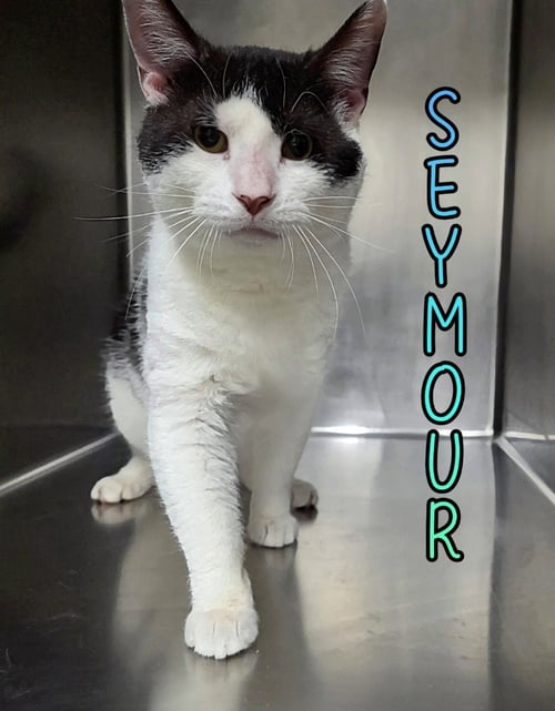 SEYMOUR - Domestic Short Hair available for adoption