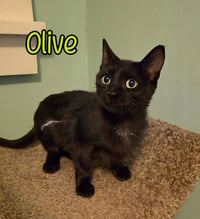 Olive - Photo 4