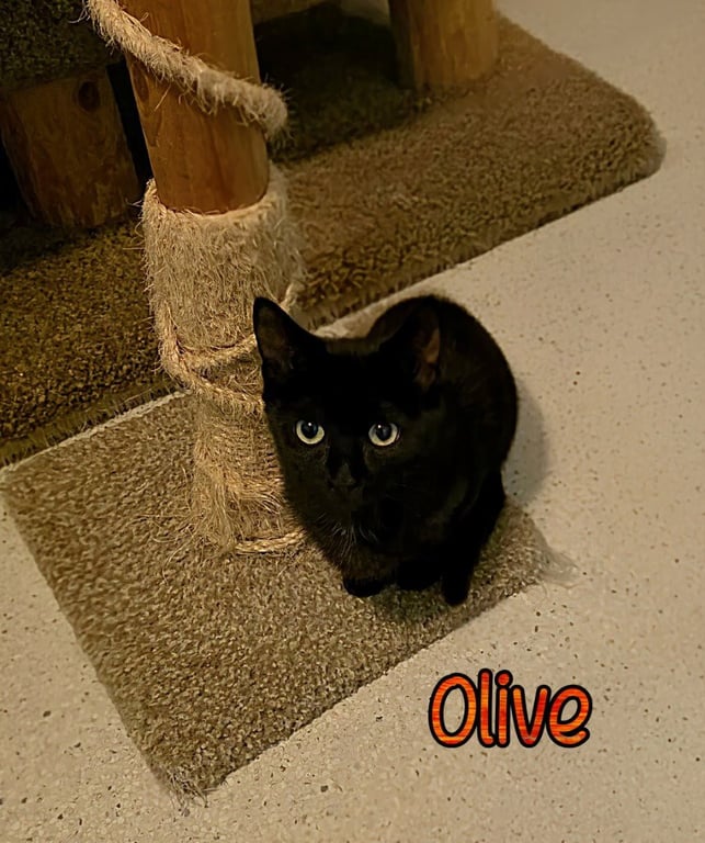 Olive Image