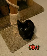 Olive - Photo 1