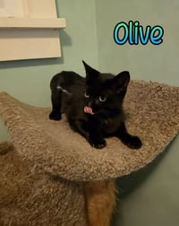 Olive - Photo 3