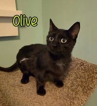 Olive - Photo 4