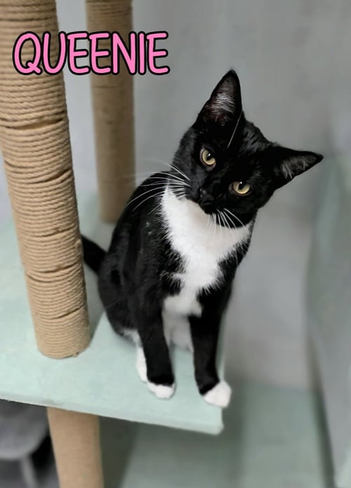 QUEENIE - Domestic Short Hair available for adoption
