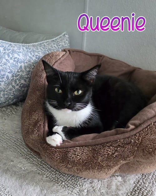 QUEENIE - Domestic Short Hair available for adoption