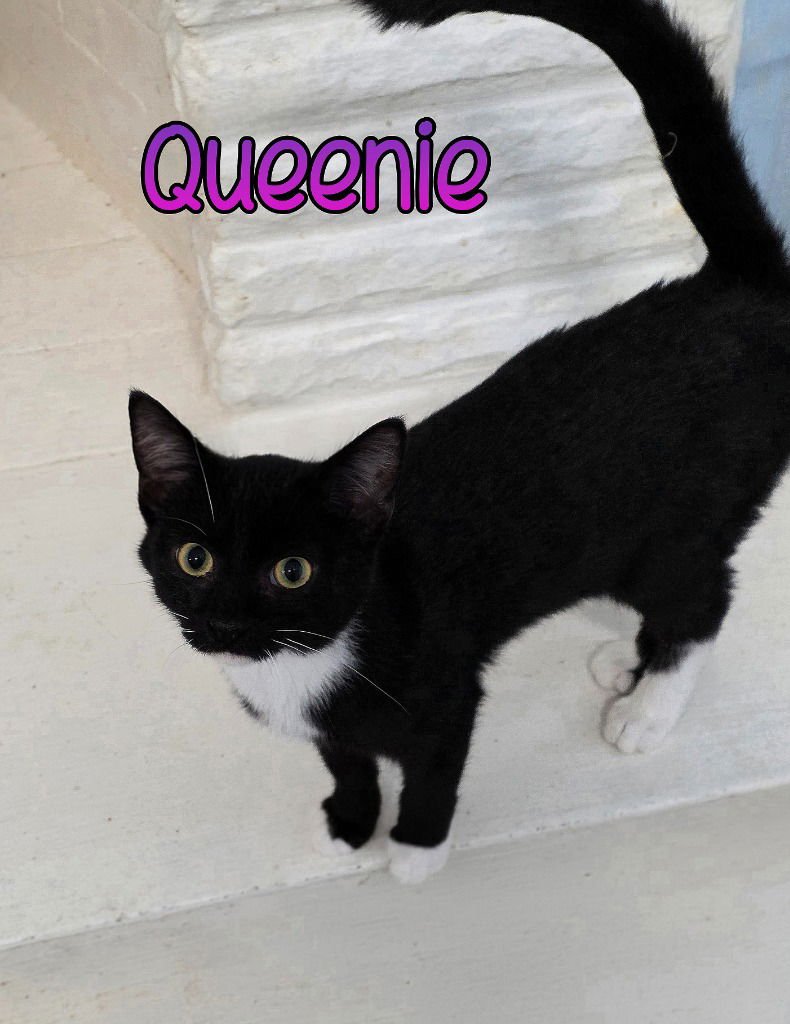 QUEENIE - Domestic Short Hair available for adoption