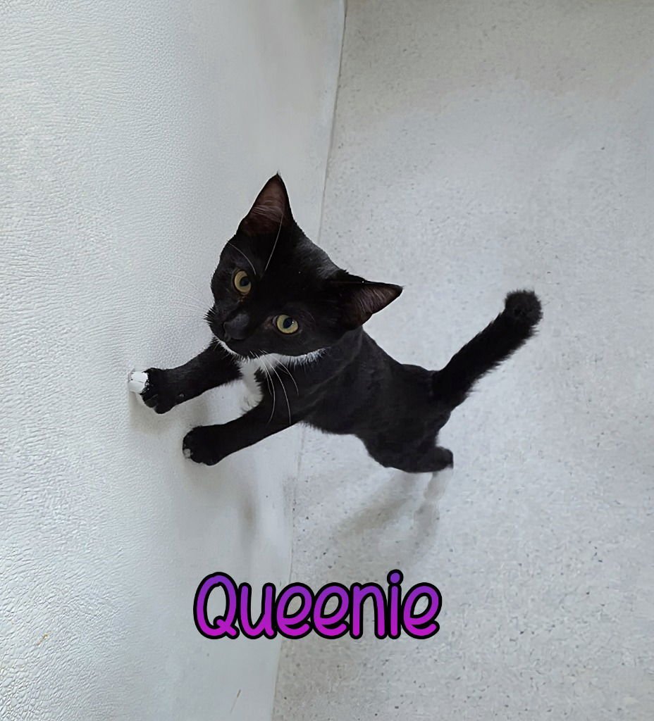 Queenie - Photo 3