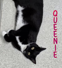 Queenie - Photo 3
