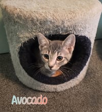 Avocado - Photo 3