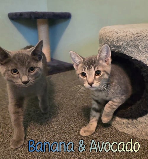 AVOCADO - Domestic Short Hair available for adoption