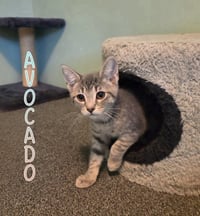 Avocado - Photo 1