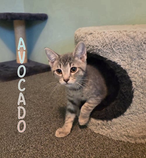 AVOCADO - Domestic Short Hair available for adoption
