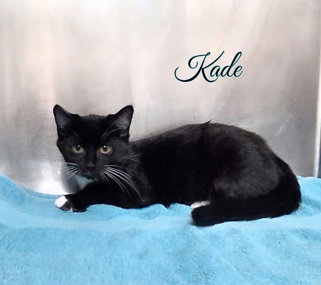 KADE - Domestic Short Hair available for adoption