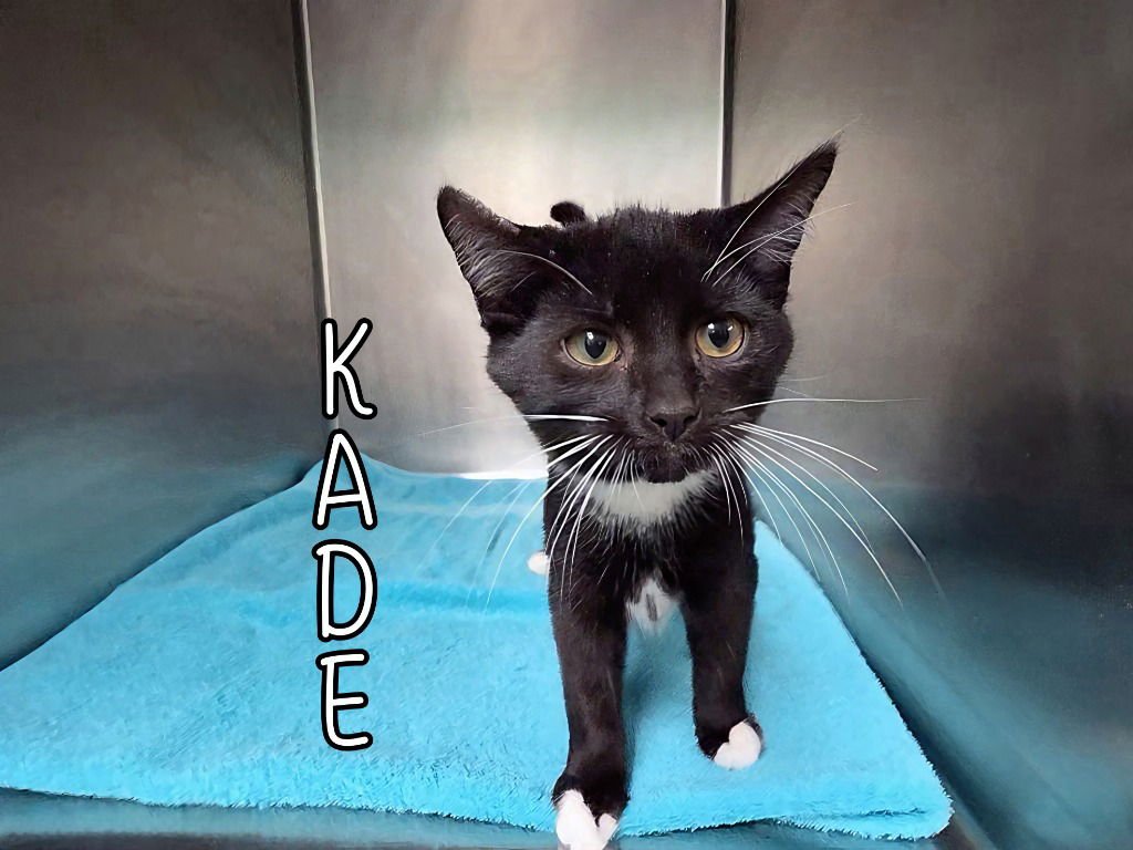 Kade - Photo 3