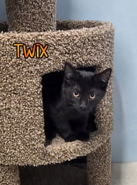 Twix - Photo 1