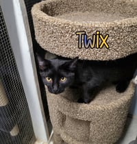 Twix - Photo 4