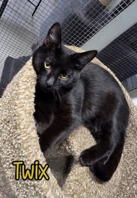 Twix - Photo 3