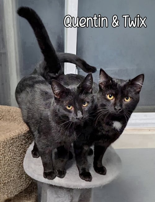 TWIX - Domestic Short Hair available for adoption
