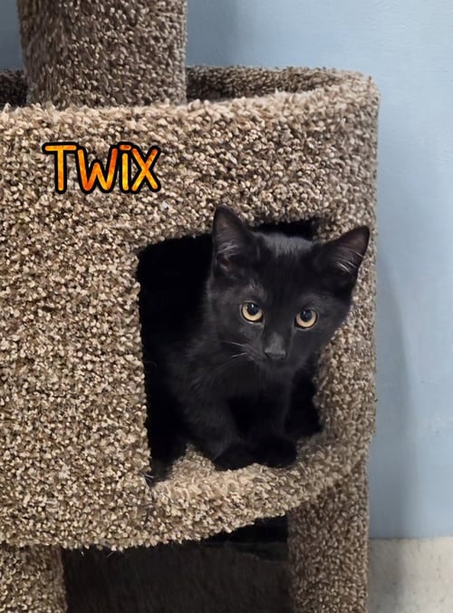 TWIX - Domestic Short Hair available for adoption