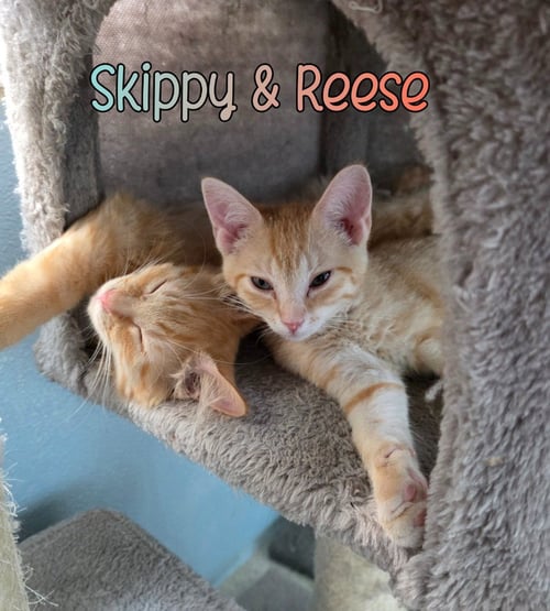 REESE - Domestic Short Hair available for adoption