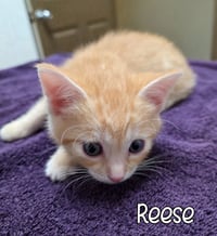 Reese - Photo 3