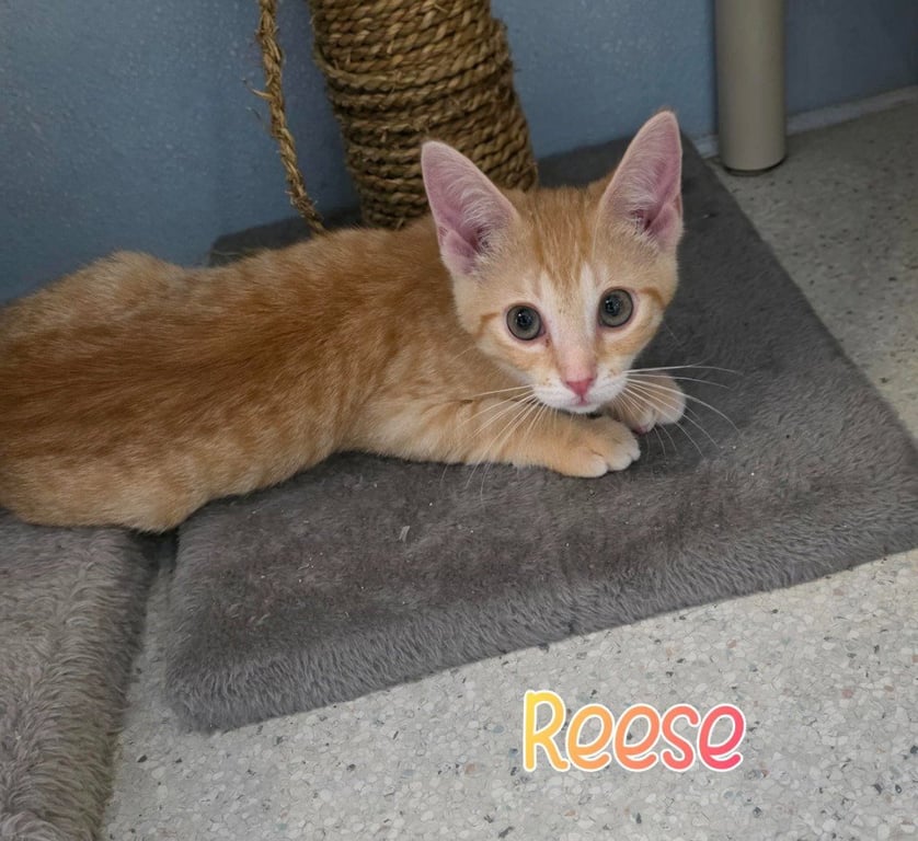 Reese Image