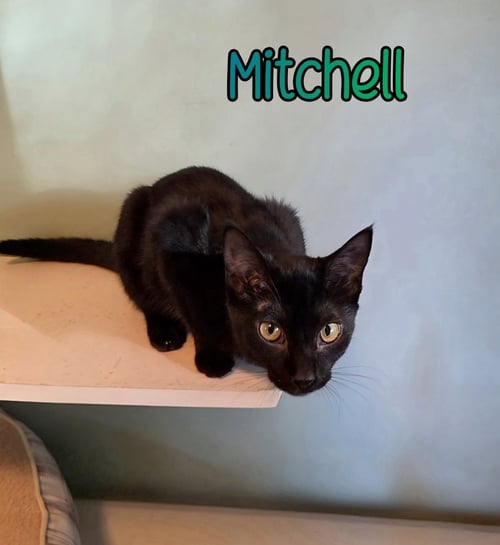 MITCHELL - Domestic Short Hair available for adoption