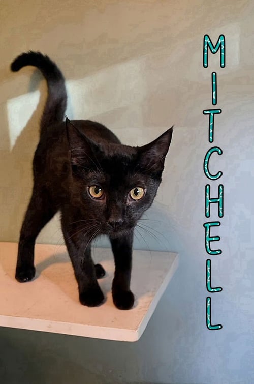 MITCHELL - Domestic Short Hair available for adoption