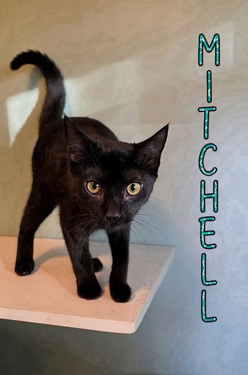 MITCHELL - Domestic Short Hair available for adoption