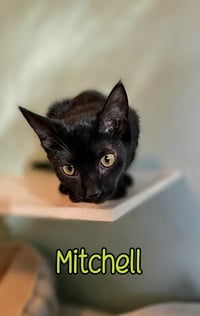 Mitchell - Photo 3