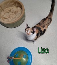 Liza - Photo 3