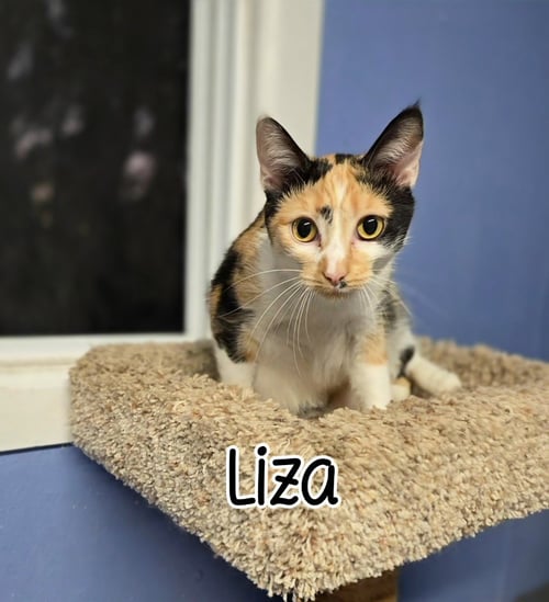 LIZA - Domestic Short Hair available for adoption