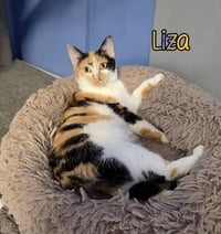 Liza - Photo 2
