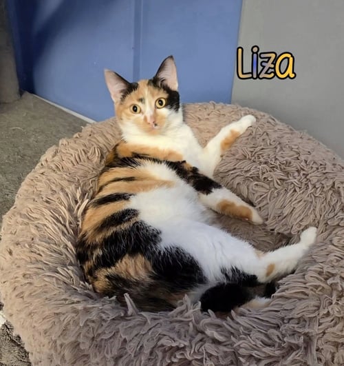 LIZA - Domestic Short Hair available for adoption