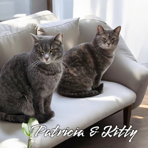 KITTY (FOREMAN) - Domestic Short Hair available for adoption
