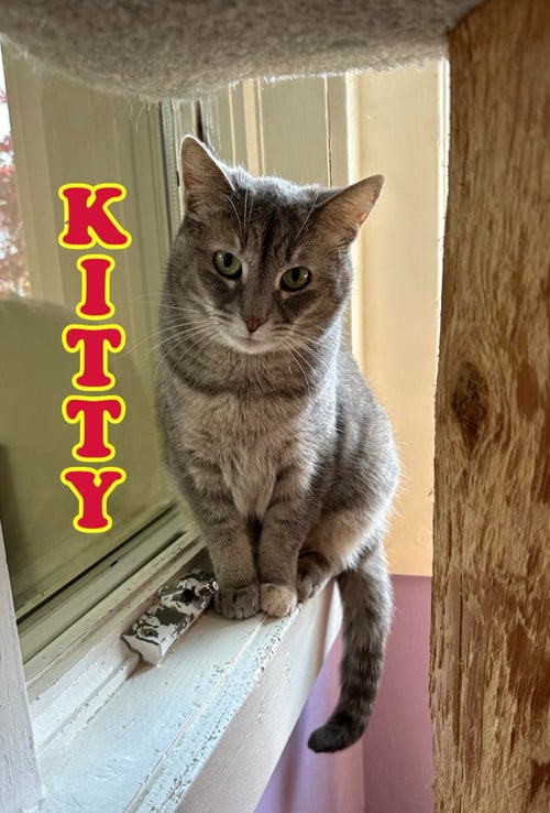 KITTY (FOREMAN) - Domestic Short Hair available for adoption