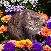 Kitty (Foreman) - Photo 4