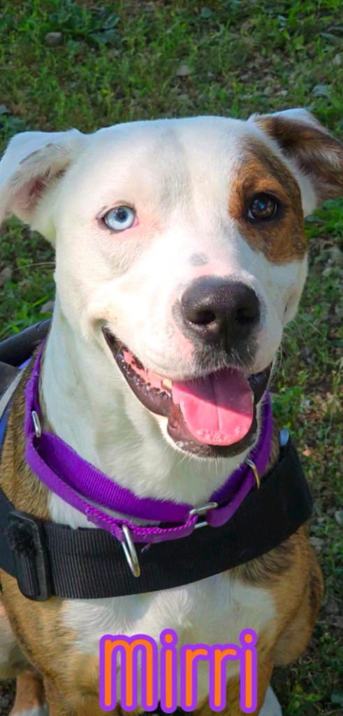 MIRRI - Australian Shepherd / Boxer for adoption in Toledo