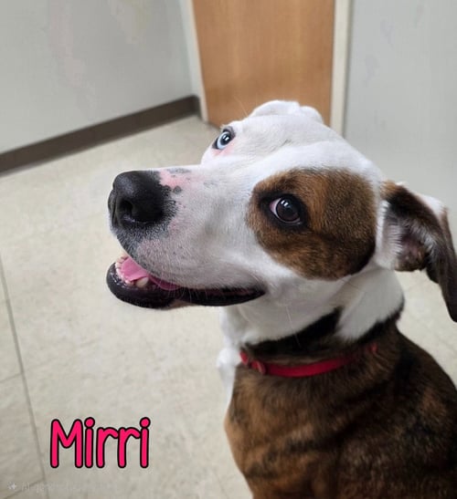 MIRRI
