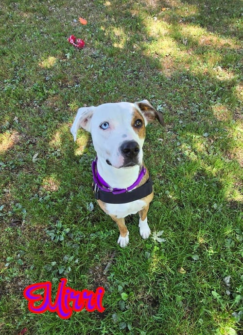 MIRRI - Australian Shepherd / Boxer available for adoption