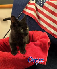 Onyx - Photo 2