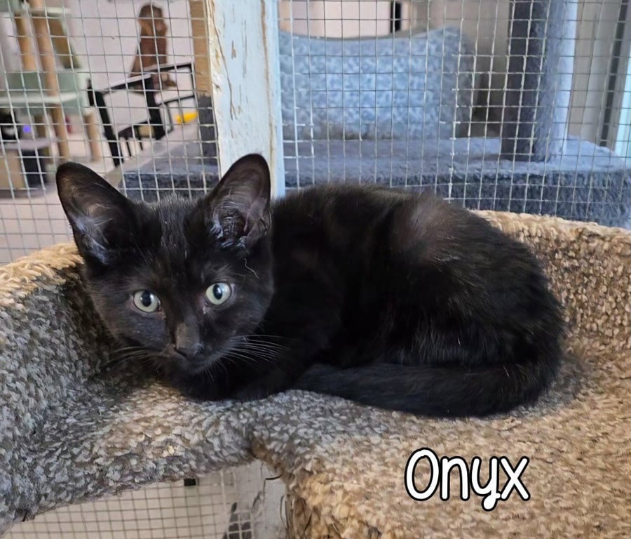 Onyx Image