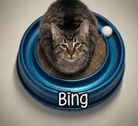 Bing - Photo 3