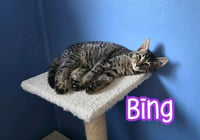 Bing - Photo 4
