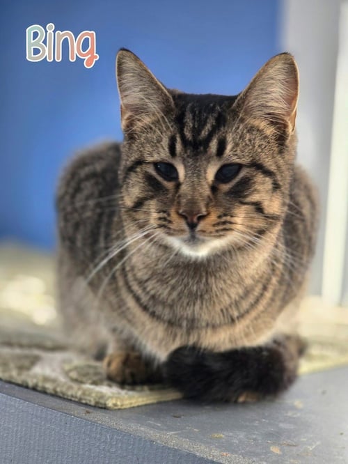 BING - Domestic Short Hair available for adoption