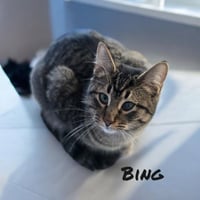 Bing - Photo 1