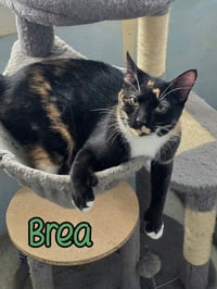 Brea - Photo 3